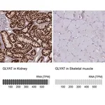 Merck Anti-GLYAT antibody produced in rabbit