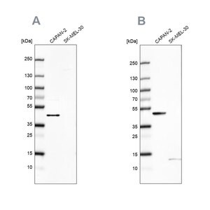 Merck Anti-COQ2 antibody produced in rabbit