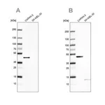 Merck Anti-COQ2 antibody produced in rabbit