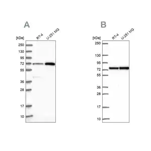 Merck Anti-PES1 antibody produced in rabbit
