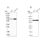 Merck Anti-PES1 antibody produced in rabbit