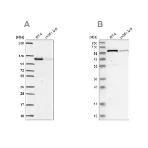 Merck Anti-PRKD2 antibody produced in rabbit