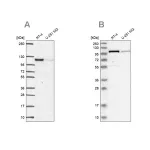 Merck Anti-PRKD2 antibody produced in rabbit