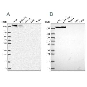 Merck Anti-CAD antibody produced in rabbit
