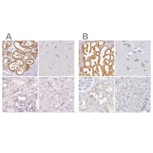 Merck Anti-CSN1S1 antibody produced in rabbit