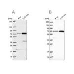 Merck Anti-PES1 antibody produced in rabbit