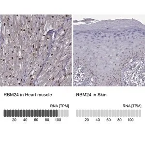 Merck Anti-RBM24 antibody produced in rabbit