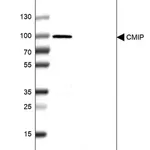 Merck Anti-CMIP antibody produced in rabbit