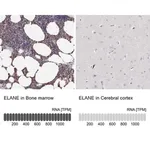 Merck Anti-ELANE antibody produced in rabbit