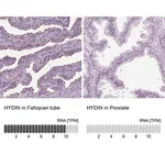 Merck Anti-HYDIN antibody produced in rabbit