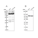 Merck Anti-EEF2 antibody produced in rabbit