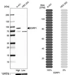 Merck Anti-ESRP1 antibody produced in rabbit