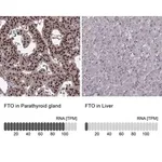 Merck Anti-FTO antibody produced in rabbit
