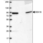 Merck Anti-DDX18 antibody produced in rabbit