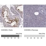 Merck Anti-CCDC89 antibody produced in rabbit