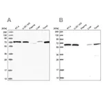 Merck Anti-POLR3E antibody produced in rabbit