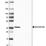 Merck Anti-RNASEH2B antibody produced in rabbit