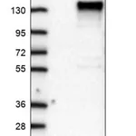 Merck Anti-FAM184A antibody produced in rabbit