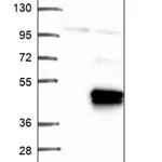 Merck Anti-FOXR2 antibody produced in rabbit