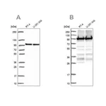 Merck Anti-EEF2 antibody produced in rabbit