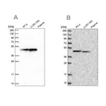 Merck Anti-PAICS antibody produced in rabbit