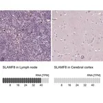 Merck Anti-SLAMF8 antibody produced in rabbit