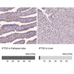Merck Anti-IFT52 antibody produced in rabbit