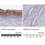 Merck Anti-ENDOU antibody produced in rabbit