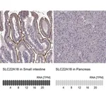 Merck Anti-SLC22A18 antibody produced in rabbit