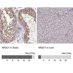 Merck Anti-NR2C1 antibody produced in rabbit