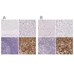 Merck Anti-PRL antibody produced in rabbit