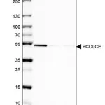 Merck Anti-PCOLCE antibody produced in rabbit