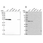 Merck Anti-RUVBL2 antibody produced in rabbit