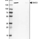 Merck Anti-SMC3 antibody produced in rabbit