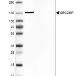 Merck Anti-SEC23IP antibody produced in rabbit