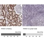 Merck Anti-FAHD1 antibody produced in rabbit