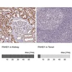 Merck Anti-FAHD1 antibody produced in rabbit