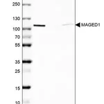 Merck Anti-MAGED1 antibody produced in rabbit