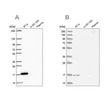 Merck Anti-FAM162A antibody produced in rabbit
