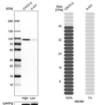 Merck Anti-ABCB6 antibody produced in rabbit