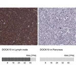 Merck Anti-DOCK10 antibody produced in rabbit