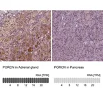 Merck Anti-PORCN antibody produced in rabbit