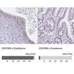 Merck Anti-DDX39B antibody produced in rabbit