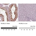 Merck Anti-RUVBL2 antibody produced in rabbit