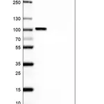 Merck Anti-NCAPH2 antibody produced in rabbit