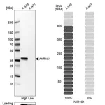 Merck Anti-AKR1C1 antibody produced in rabbit