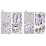 Merck Anti-HIST1H1T antibody produced in rabbit