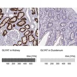 Merck Anti-GLYAT antibody produced in rabbit