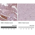 Merck Anti-MIB2 antibody produced in rabbit