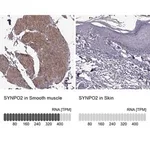 Merck Anti-SYNPO2 antibody produced in rabbit